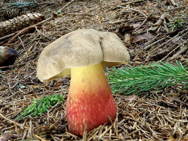 Borovik adnexal (Boletus maiden): description and photo