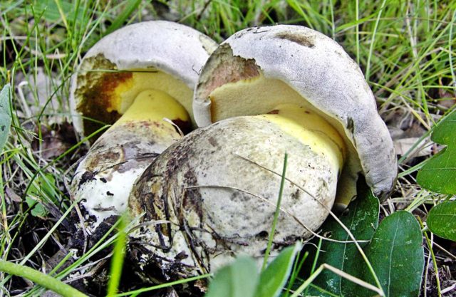 Borovik adnexal (Boletus maiden): description and photo