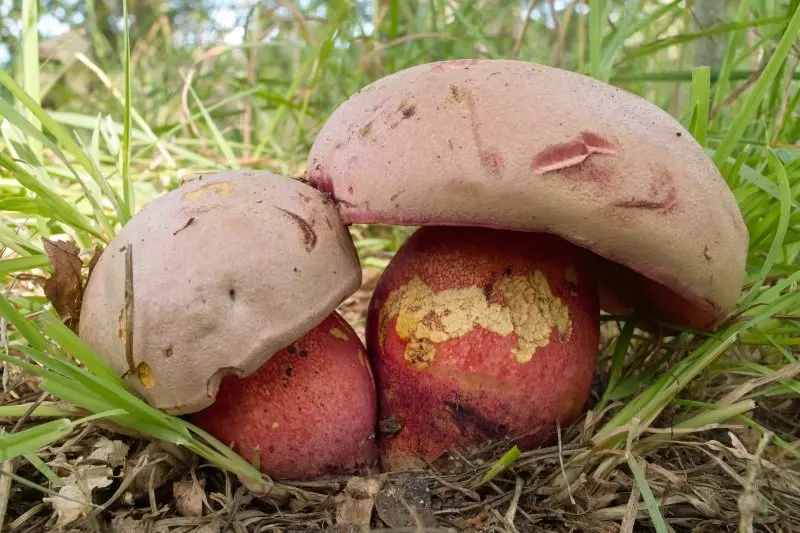 Borovik le Gal (Rubroboletus legaliae) photo and description