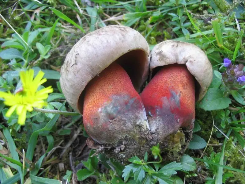 Borovik le Gal (Rubroboletus legaliae) photo and description