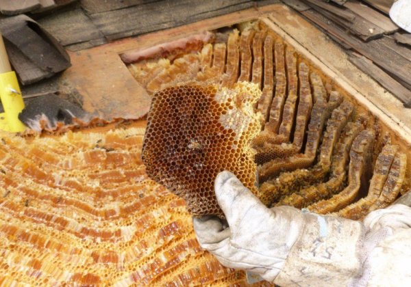 Bort honey: composition, value, description, useful properties + how to take and store bee honey, definition of counterfeit