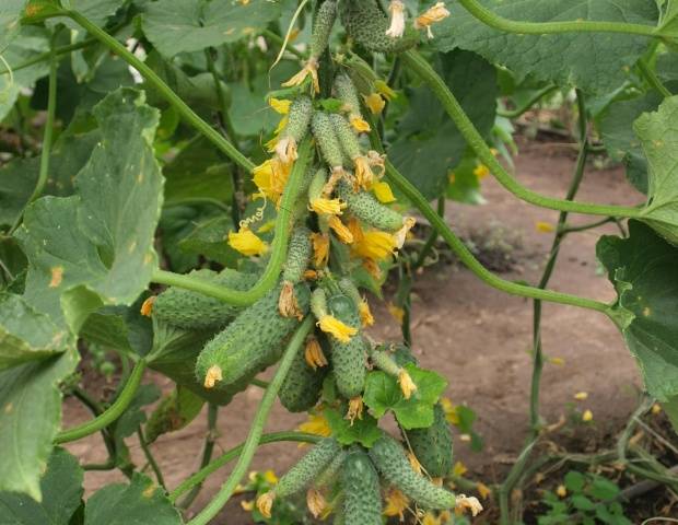 bouquet cucumbers