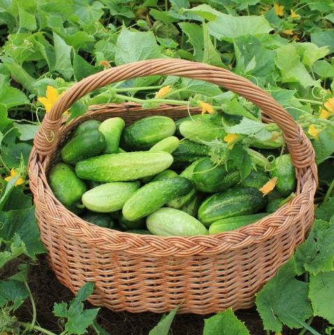 bouquet cucumbers