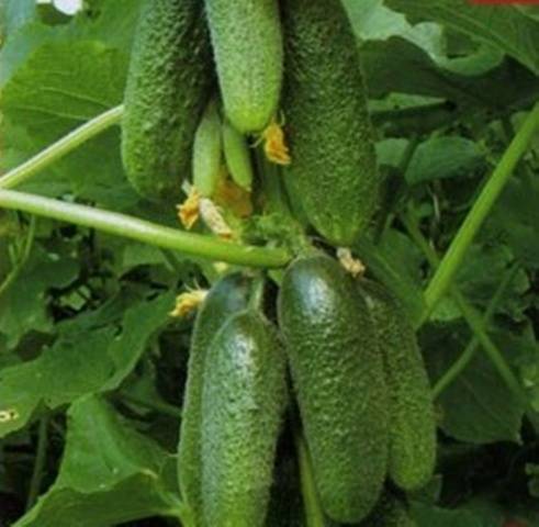 bouquet cucumbers