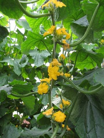 bouquet cucumbers