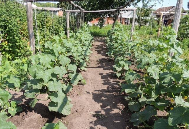 bouquet cucumbers