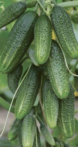 bouquet cucumbers