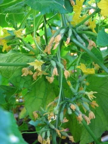 bouquet cucumbers