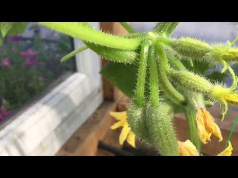 bouquet cucumbers