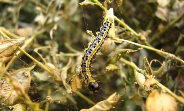 Boxwood diseases: photo and treatment