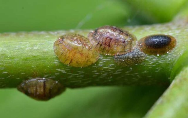 Boxwood diseases: photo and treatment