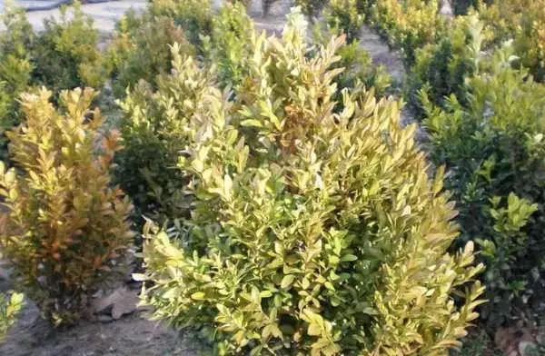 Boxwood diseases: photo and treatment