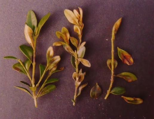 Boxwood diseases: photo and treatment