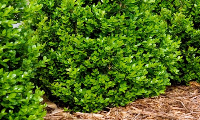 Boxwood: frost resistance, whether it is necessary to cover, care in autumn and winter