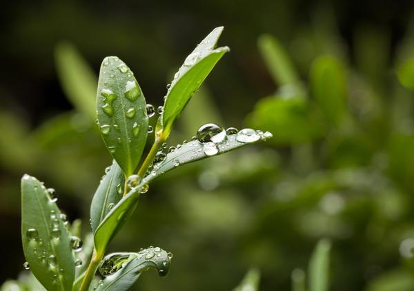 Boxwood: frost resistance, whether it is necessary to cover, care in autumn and winter