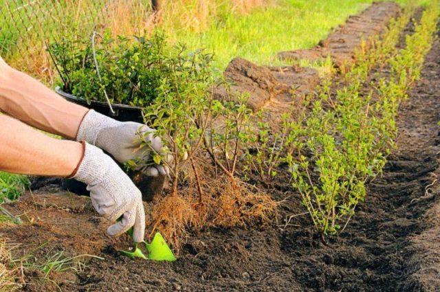 Boxwood: frost resistance, whether it is necessary to cover, care in autumn and winter