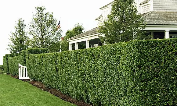 Boxwood hedge