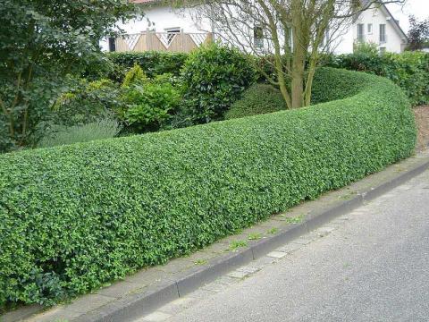 Boxwood hedge