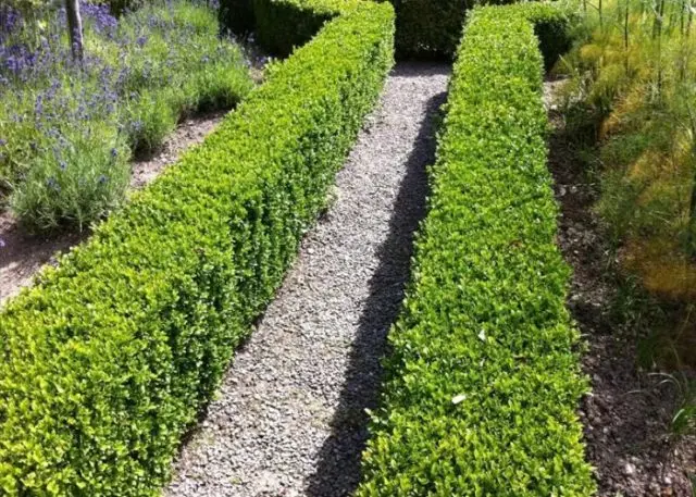 Boxwood hedge