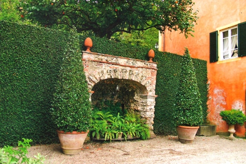 Boxwood hedge