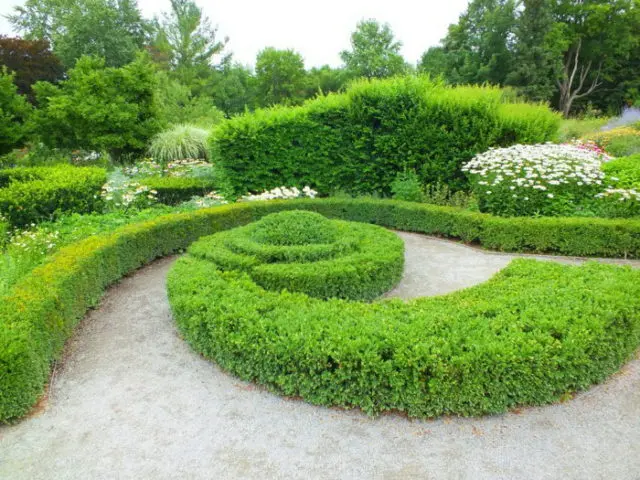 Boxwood hedge