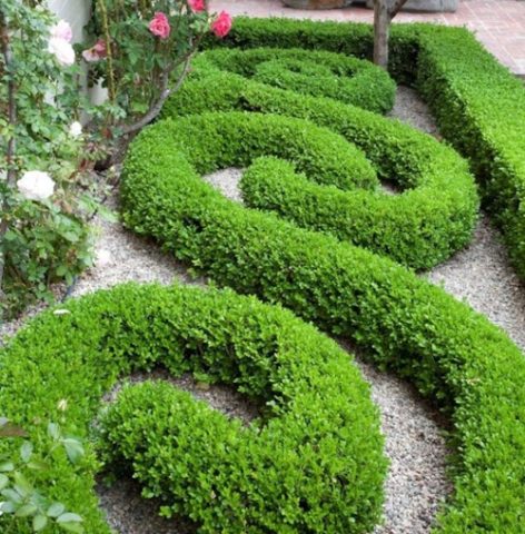 Boxwood hedge