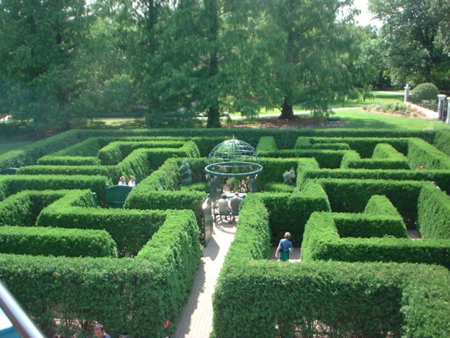 Boxwood hedge