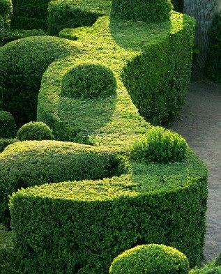 Boxwood hedge