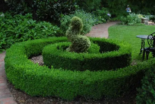 Boxwood hedge