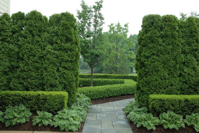 Boxwood hedge