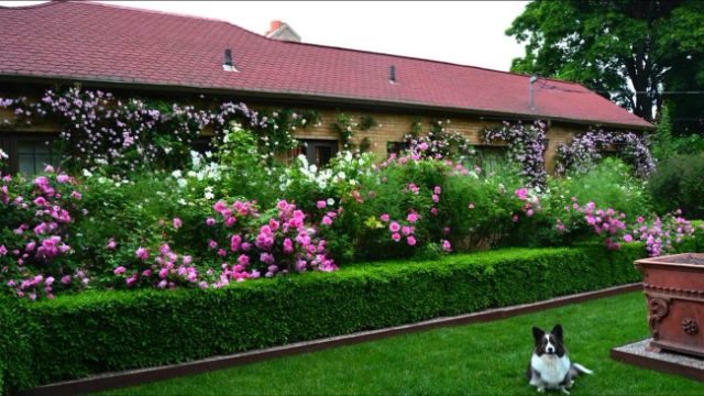 Boxwood hedge