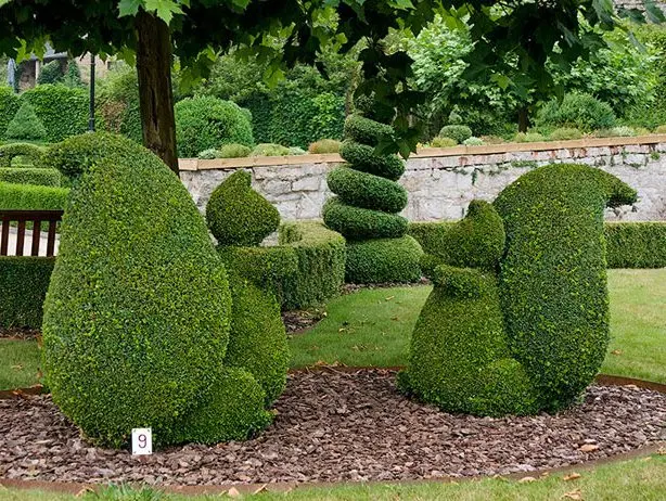 Boxwood hedge