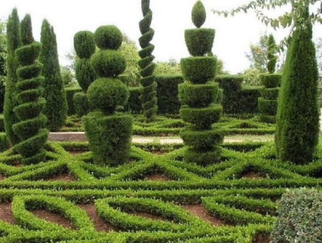 Boxwood hedge