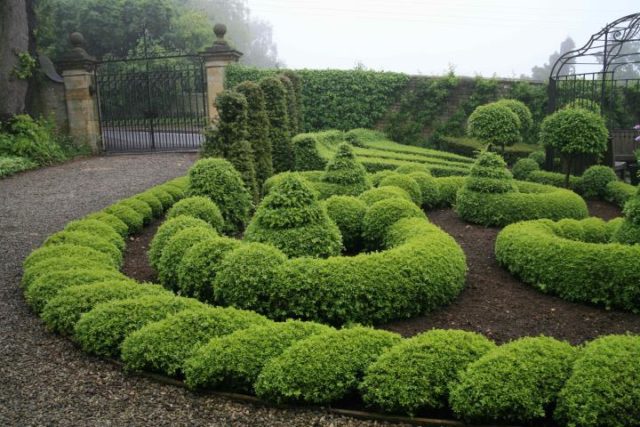 Boxwood hedge