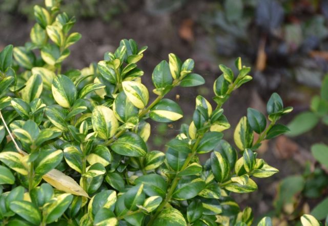 Boxwood hedge