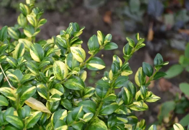 Boxwood hedge