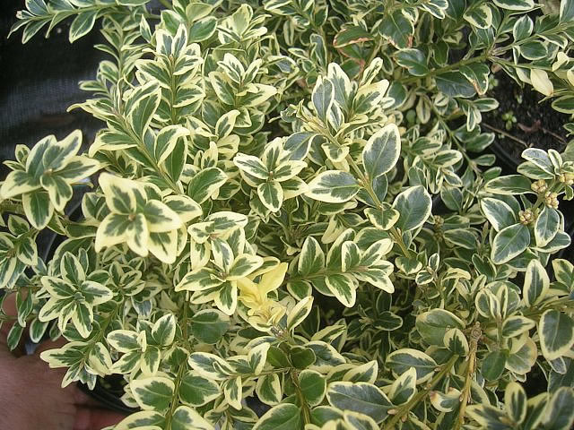 Boxwood hedge