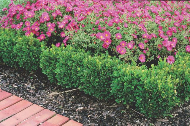 Boxwood hedge