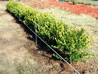 Boxwood hedge