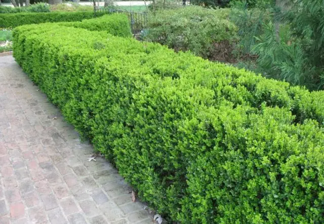 Boxwood hedge