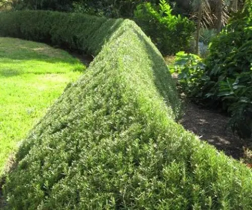 Boxwood hedge