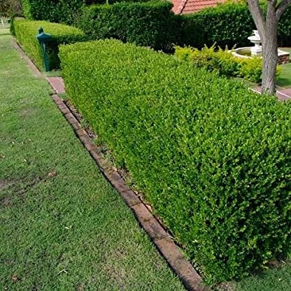 Boxwood hedge