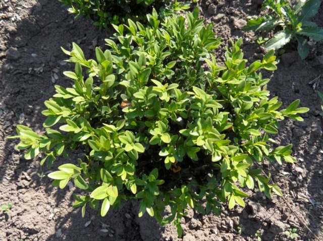 Boxwood: planting and care in the open field