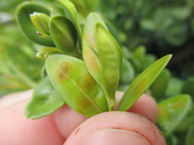 Boxwood: planting and care in the open field