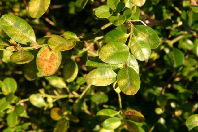 Boxwood: planting and care in the open field