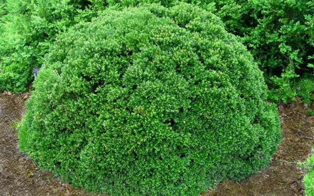 Boxwood: planting and care in the open field