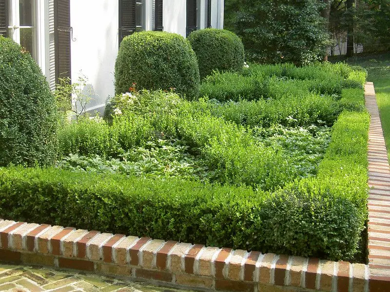 Boxwood: planting and care in the open field