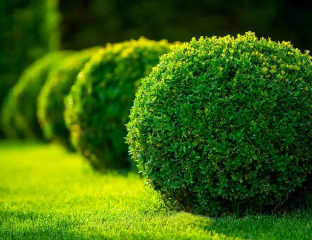 Boxwood shearing in spring and autumn