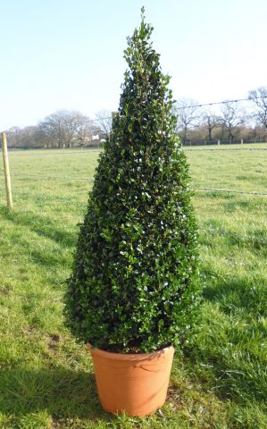 Boxwood shearing in spring and autumn