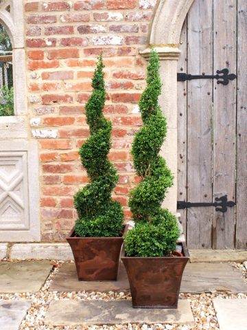 Boxwood shearing in spring and autumn